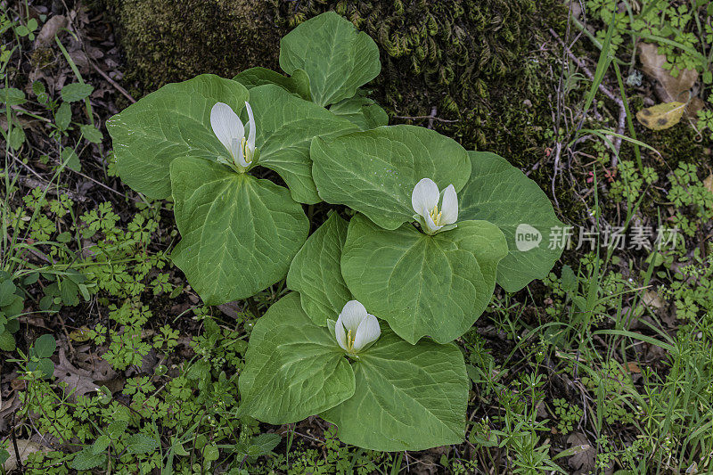 albidum，又名giant white wakerobin, white toadshade, sweet Trillium，是黑花科的一种开花植物。甜面包岭州立公园;加州索诺玛县的马亚卡玛斯山脉。